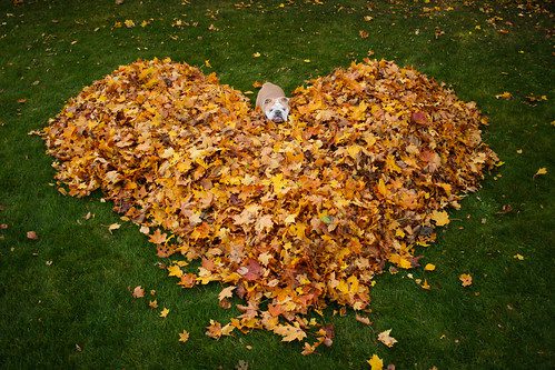 Rudens Lapai: Spalvų Magija ir Kūrybiniai Panaudojimai